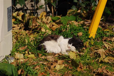 cats_2011-12-17_2 | shirasagi | tounai yuji | Flickr