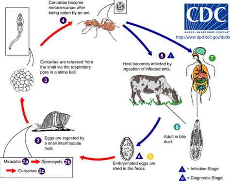 Datei:Dicrocoelium LifeCycle.png – Wikipedia