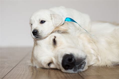 Golden Retriever: A Puppy You’ll Forever Love - Petland Florida