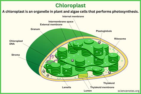 Chloroplast Function, Definition, and Diagram