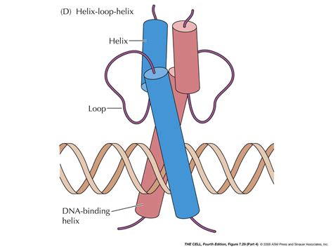 Gene Regulation II