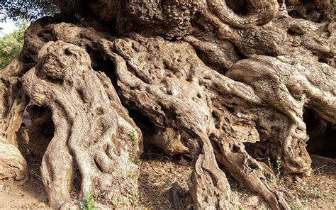Nature’s Sculpture: The Ancient Olive Tree of Vouves, Crete - Greece Is