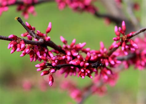 Flowering tree - Appalachian Red Redbud | Shade Tree Farm