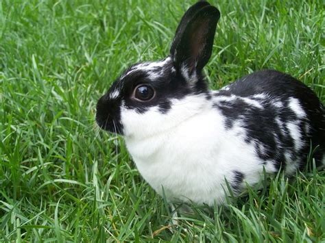 5 Popular Pet Rabbit Breeds for Families - Petland Texas