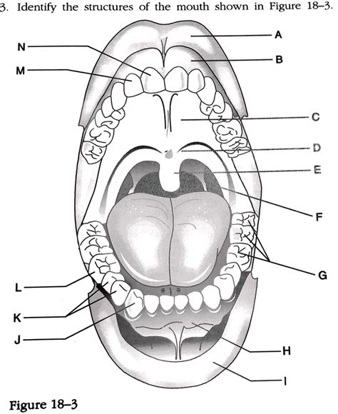 Ch 18 Oral & Maxillofacial - Mouth Anatomy Diagram | Quizlet