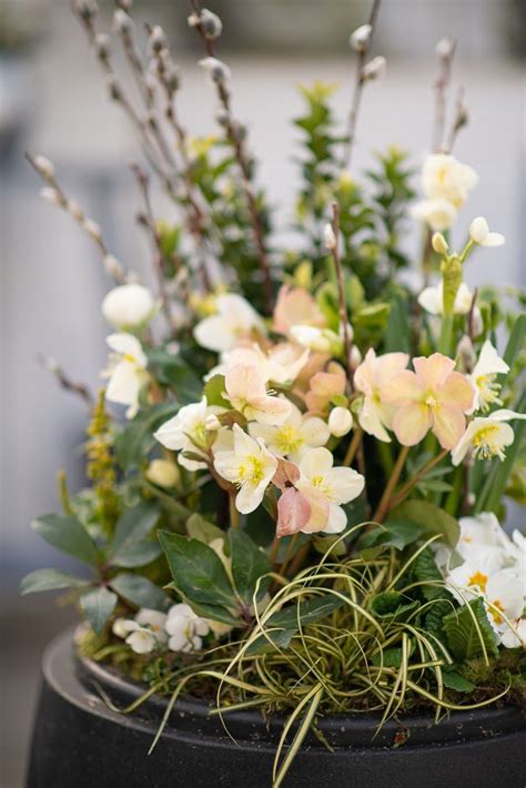 Hellebores blooming | Winter container gardening, Winter plants, Blooming plants