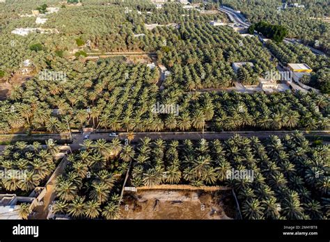 Aerial of the, Unesco site Al Ahsa Oasis, largest Oasis in the world, Hofuf, Kingdom of Saudi ...