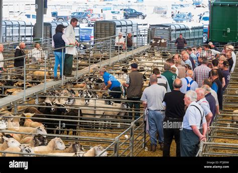 Melton mowbray livestock market melton mowbray hi-res stock photography and images - Alamy