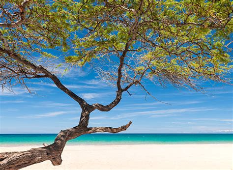 220+ Grand Anse Beach Grenada Stock Photos, Pictures & Royalty-Free Images - iStock