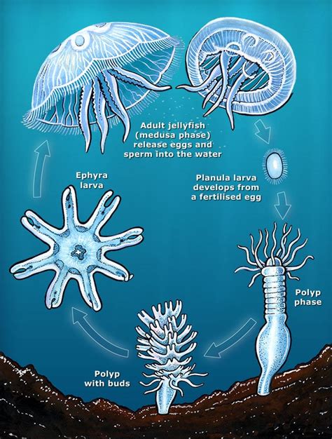 Amazingly adapted and highly successful, jellyfish (Cnidaria, Hydrozoa) have multiple life forms ...