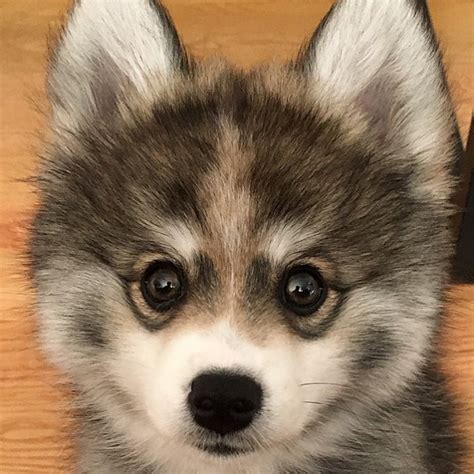 Meet Norman, The Adorable Pomeranian-Husky Mix The Internet Has Fallen In Love With