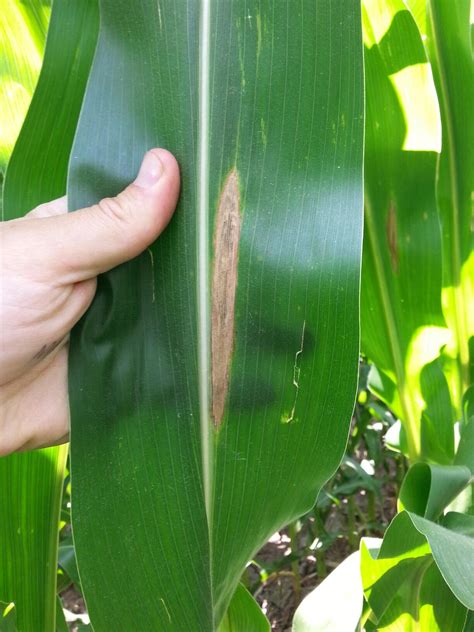 Northern Corn Leaf Blight