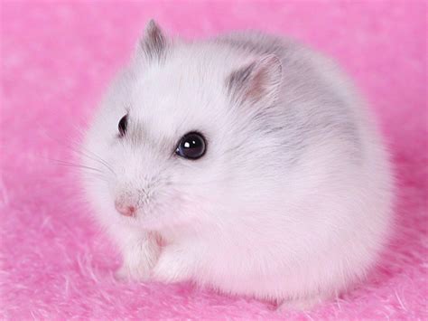 Baby Hamsters Wallpapers - Wallpaper Cave