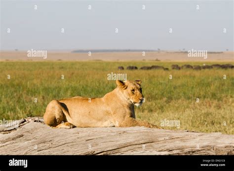 A female lion lying down on a old tree, Masai Mara game reserve, Kenya, Africa Stock Photo - Alamy