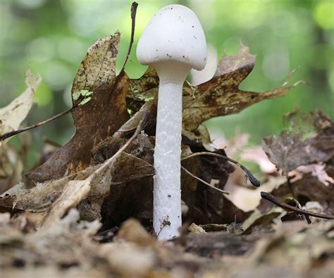 Death Angel (Amanita virosa): Identification, Look-Alikes, Synonyms