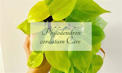 Philodendron cordatum Care And Grow: The Ultimate Guide