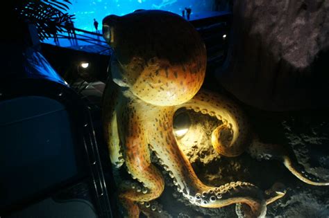 Oklahoma Octopus | NatureRules1 Wiki | Fandom