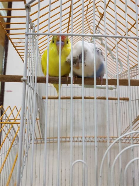 Gojo budgie cuddling Nanami budgie | Budgies, Parrot, Bird