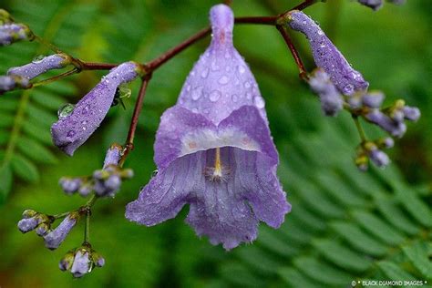 Jacaranda mimosifolia - Jacaranda | Flowering trees, Jacaranda tree, Floral photography