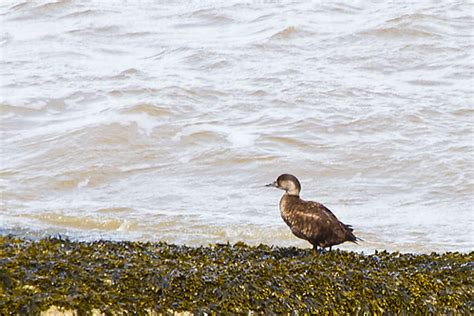 Common Scoter - Female | Melanitta nigra | David Hilder | Flickr