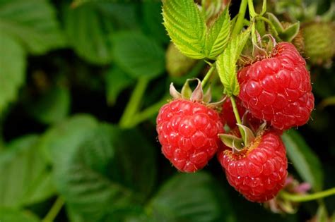 How and When to Transplant Raspberry Plants | LoveToKnow