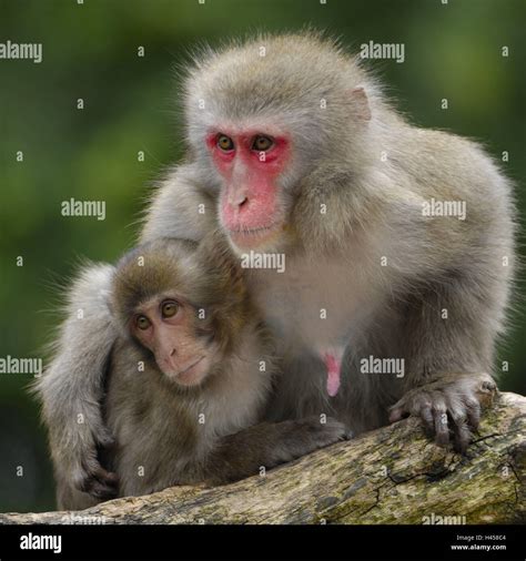 Japanese macaque, Makaka fuscata, mother animal, young animal, protection, animal portrait ...