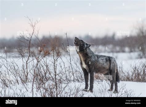 Black Wolf Howling Stock Photo - Alamy