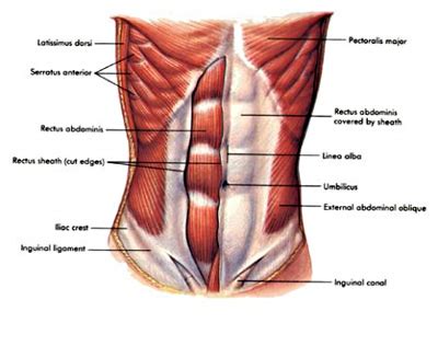 Pulled Abdominal Muscles: Symptoms and Treatment