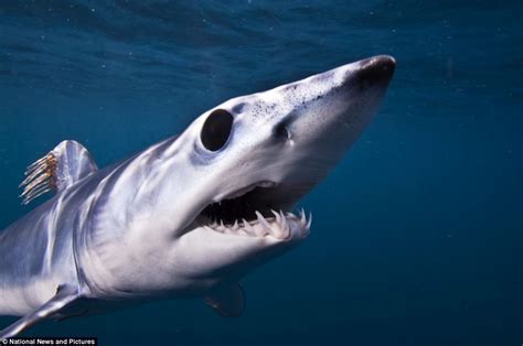 Is this the ugliest shark ever? Terrifying Mako can swim at 100kmh, spots its prey through ...