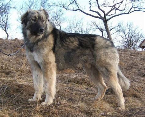 Carpathian Shepherd Dog - Alchetron, the free social encyclopedia