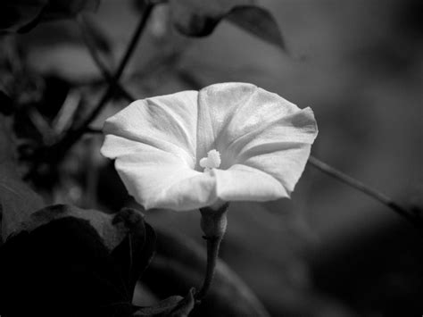 Black and White Flowers