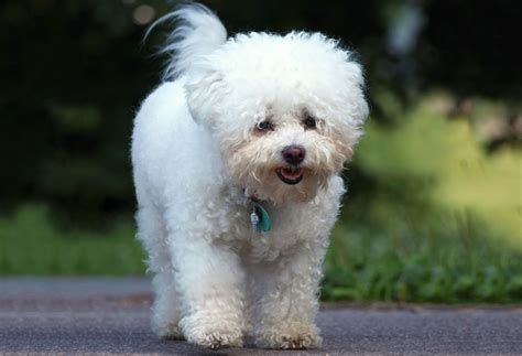 Fluffy Bichon Frise Fluffy Small White Dog Breeds - PUPPY CUTE DOG