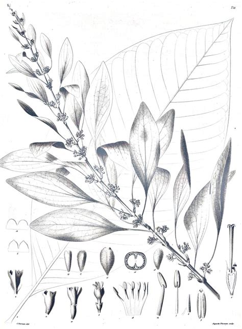 Chaconia (Warszewiczia coccinea) botanical sketch | Flower sketches, Plant tattoo, Flower drawing