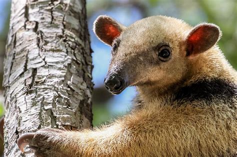 Anteaters: The Sloth's Closest Relative! - The Sloth Conservation Foundation