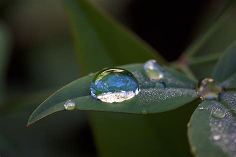 Water droplet on green leaves HD wallpaper | Wallpaper Flare