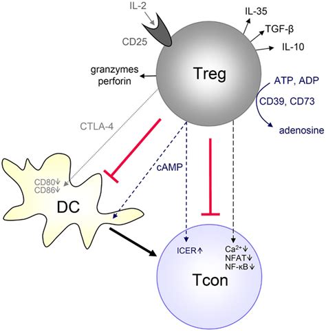 Frontiers | Molecular Mechanisms of Treg-Mediated T Cell Suppression ...