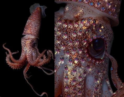 A trio of divers off the western coast of Norway had a close encounter with a squid's egg sac as ...