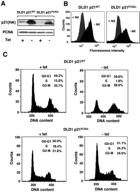 Abolishment of cell cycle progression by p21 requires its interaction... | Download Scientific ...