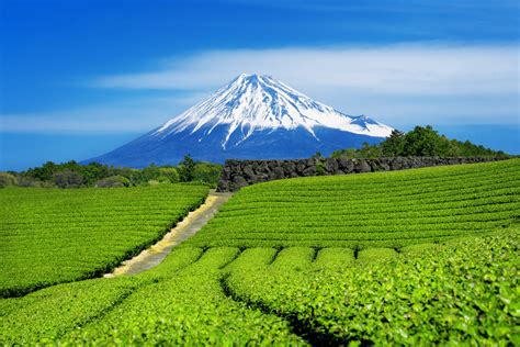 Japanese tea includes about 20 popular styles; matcha is the most famous.