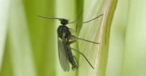 Gnat Lifespan: How Long Do Gnats Live? - A-Z Animals