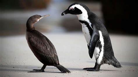 Endangered African penguins threatened by avian flu - ABC News