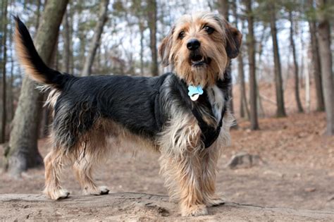 35 Yorkie Mixes: Magical Mutts Who'll Steal Your Heart!