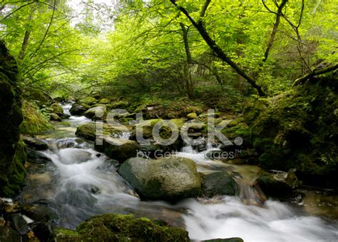 Calm Forest River Stock Photo | Royalty-Free | FreeImages