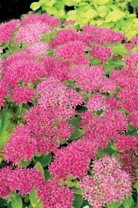 Sedum Production Made Easy - Greenhouse Grower