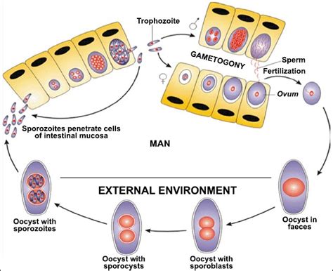 Lecture Notes in Medical Technology: Lecture # 16: CLASS SPOROZOA