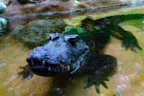 Crocodile Alligator cayman teeth close up 20241997 Stock Photo at Vecteezy