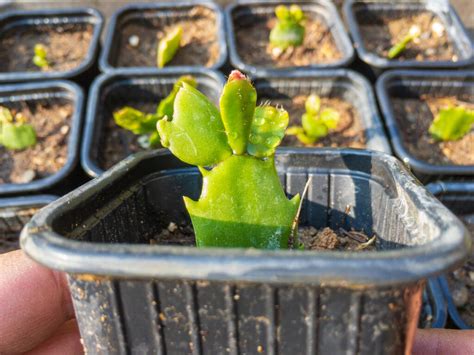 Propagating Christmas Cactus: Celebrate the Holidays with More Plants ...