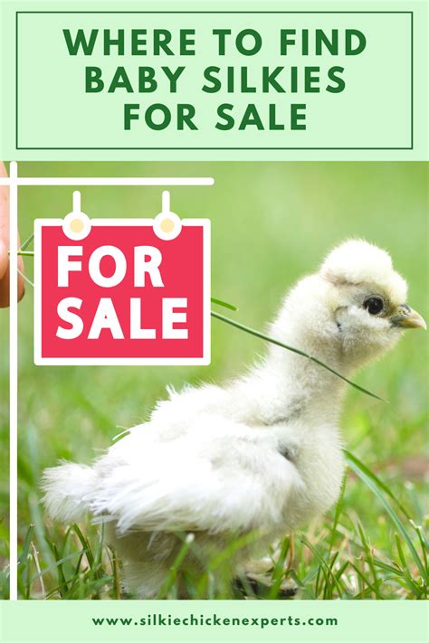 Can't find baby silkie chickens in your area? Read our article to find ...