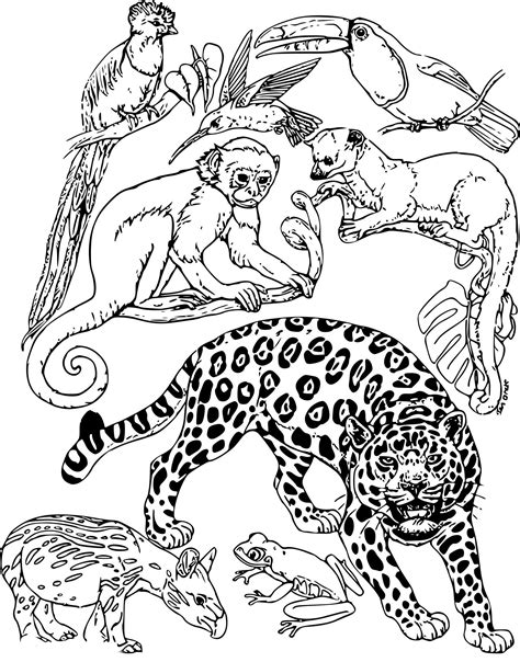 15 Satisfaisant Les as De La Jungle Coloriage Pictures | Coloriage animaux, Coloriage, Animaux ...