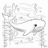25 Free Whale Coloring Pages For Kids And Adults sketch template